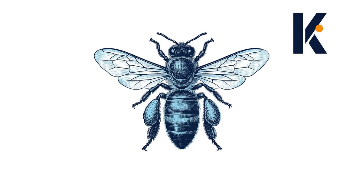 Abeille spécimen, vue dorsale, ailes déployées, pelotes de pollen denses sur les pattes - planche entomologique.