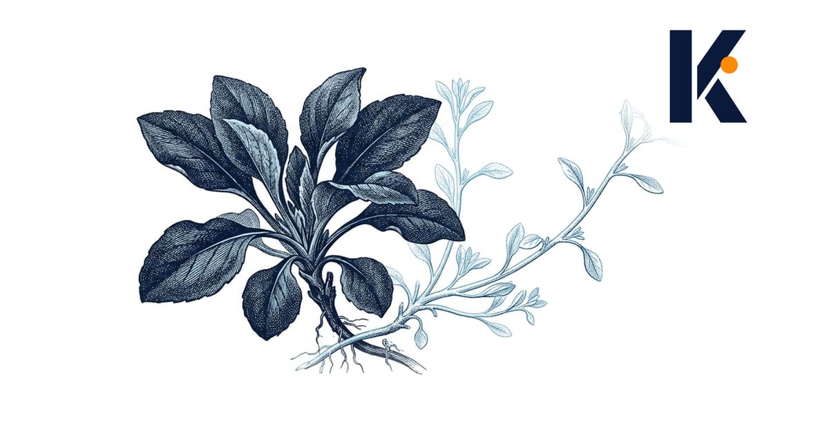 Deux plantes pressées côte à côte sur une planche d'herbier - une dense et sombre, une pâle et étiolée.