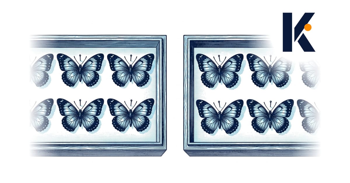 Deux plateaux d'entomologie étiquetés espèces différentes, papillons épinglés identiques d'un plateau à l'autre.