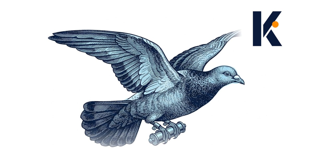 Pigeon voyageur en plein vol, cylindre porte-message en laiton fixé à la patte - gravure naturaliste 19e.
