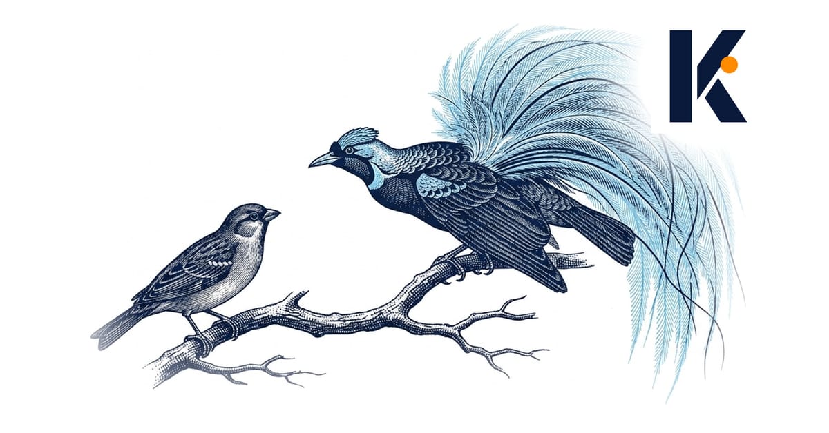 Oiseau de paradis déployant ses plumes ornementales devant un oiseau terne, même branche - gravure ornithologique 19e.