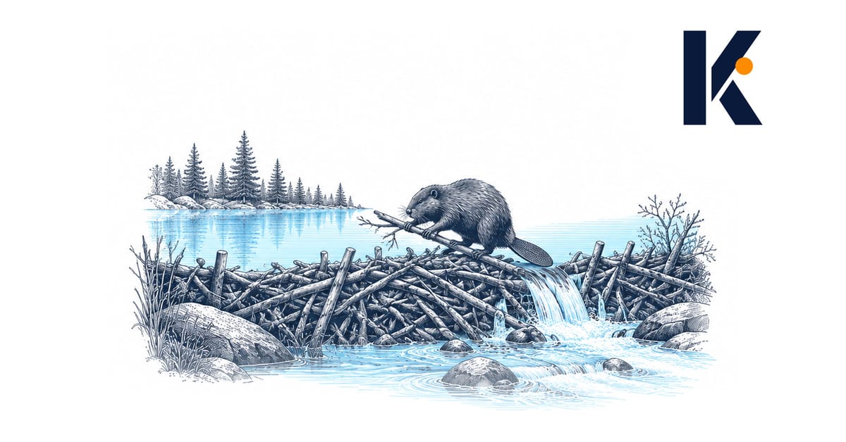 Barrage de branches tressées retenant un étang immobile, un castor posant une branche au sommet - gravure naturaliste 19e.