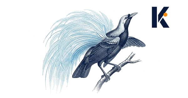Paradisier mâle en parade nuptiale sur une branche, longues plumes de flanc déployées - gravure naturaliste 19e.